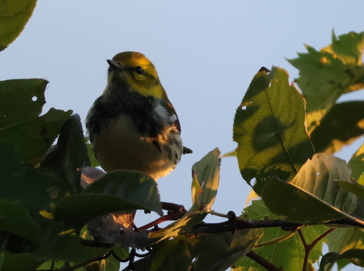 Black-throated Green Warbler - ML643544890