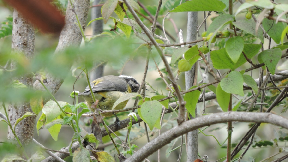 Bananaquit - ML643544891