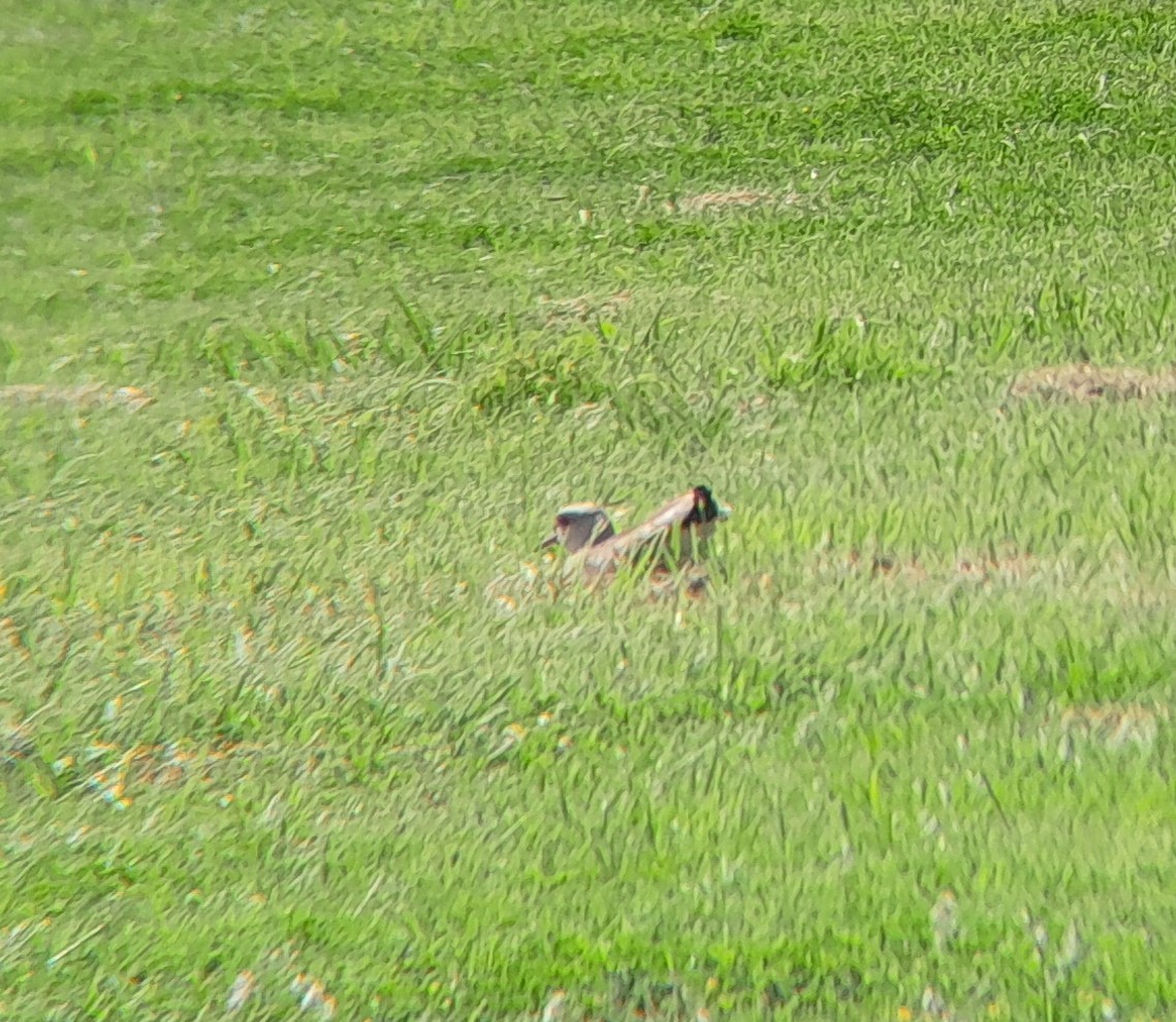 Southern Lapwing - ML643544894