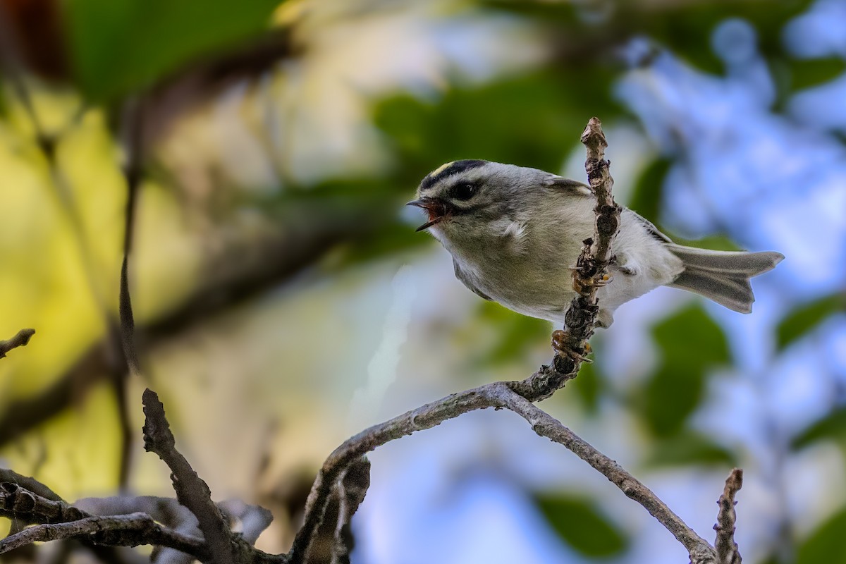 králíček zlatohlavý - ML643544920