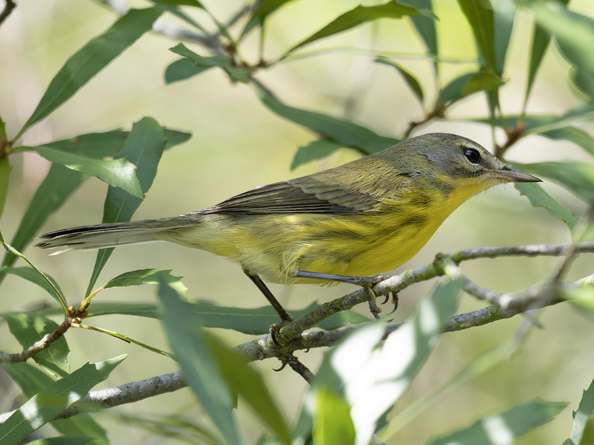 Prairie Warbler - ML643544923