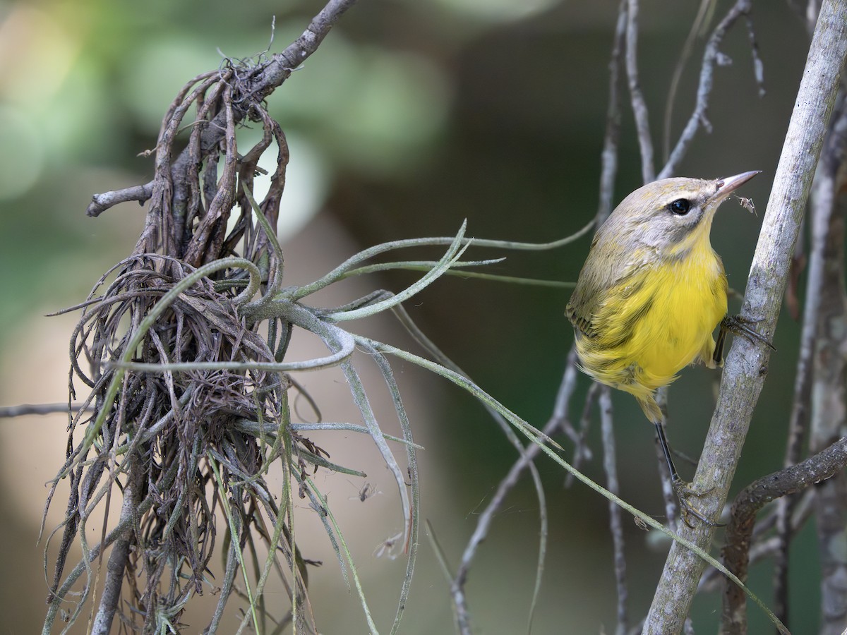 Prairie Warbler - ML643544924