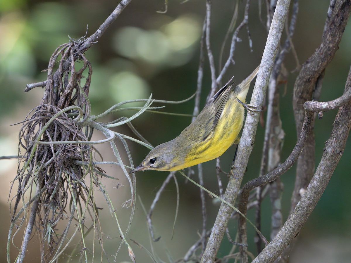 Prairie Warbler - ML643544925