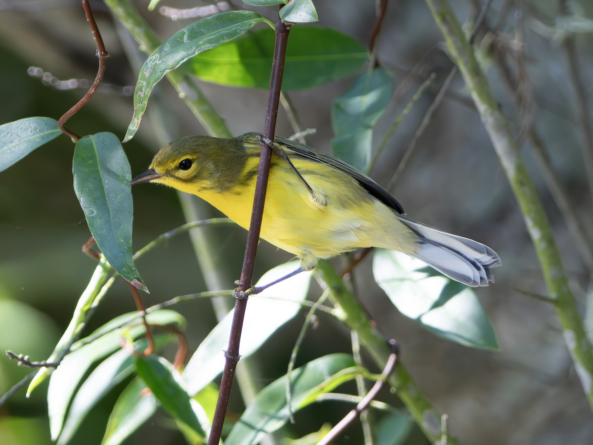 Prairie Warbler - ML643544926