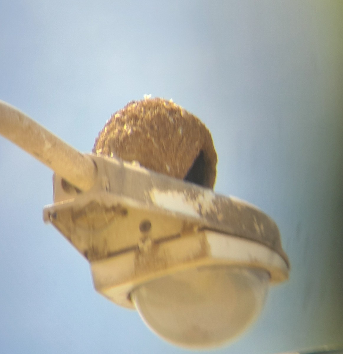 Rufous Hornero - ML643544932