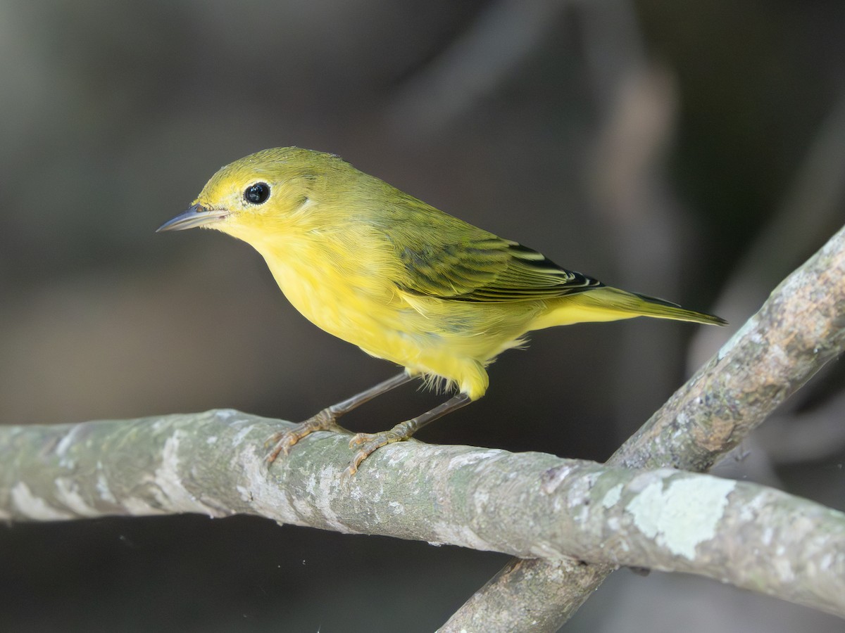 Yellow Warbler - ML643544966