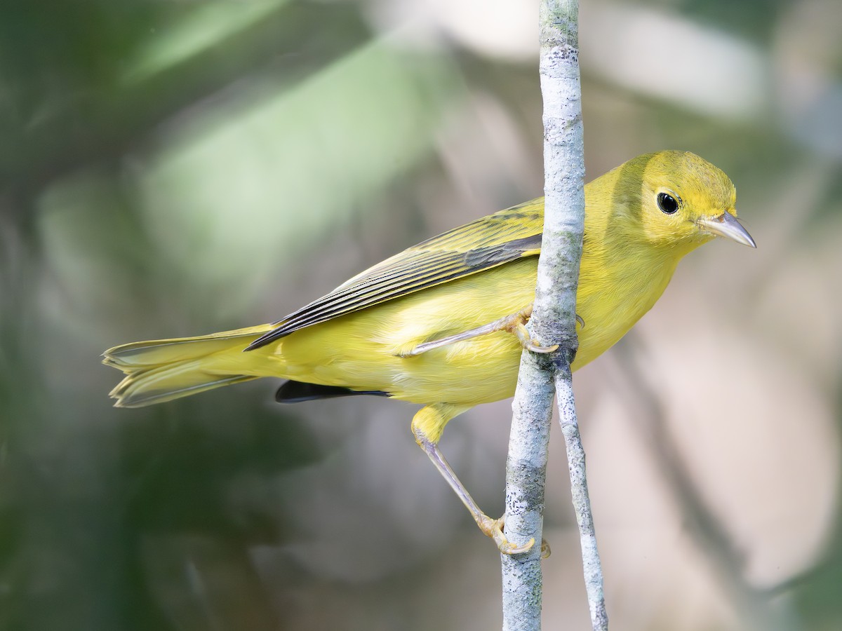 Yellow Warbler - ML643544967