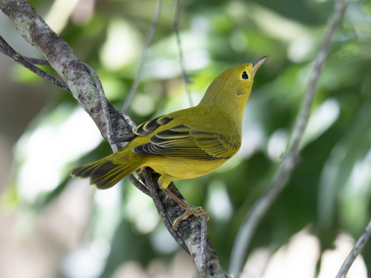 Yellow Warbler - ML643544968