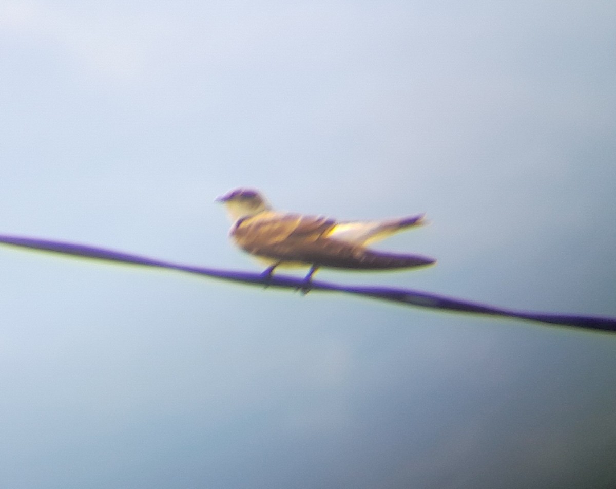 Brown-chested Martin - ML643544974