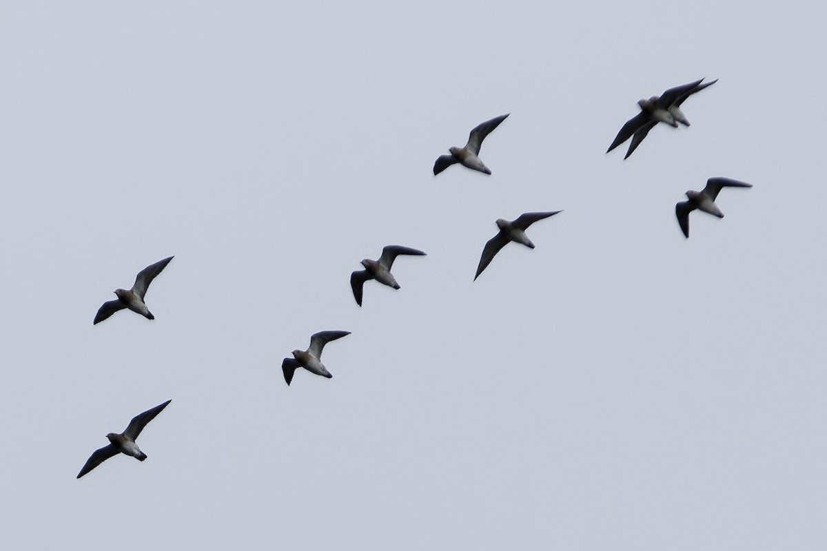 European Golden-Plover - ML643544977