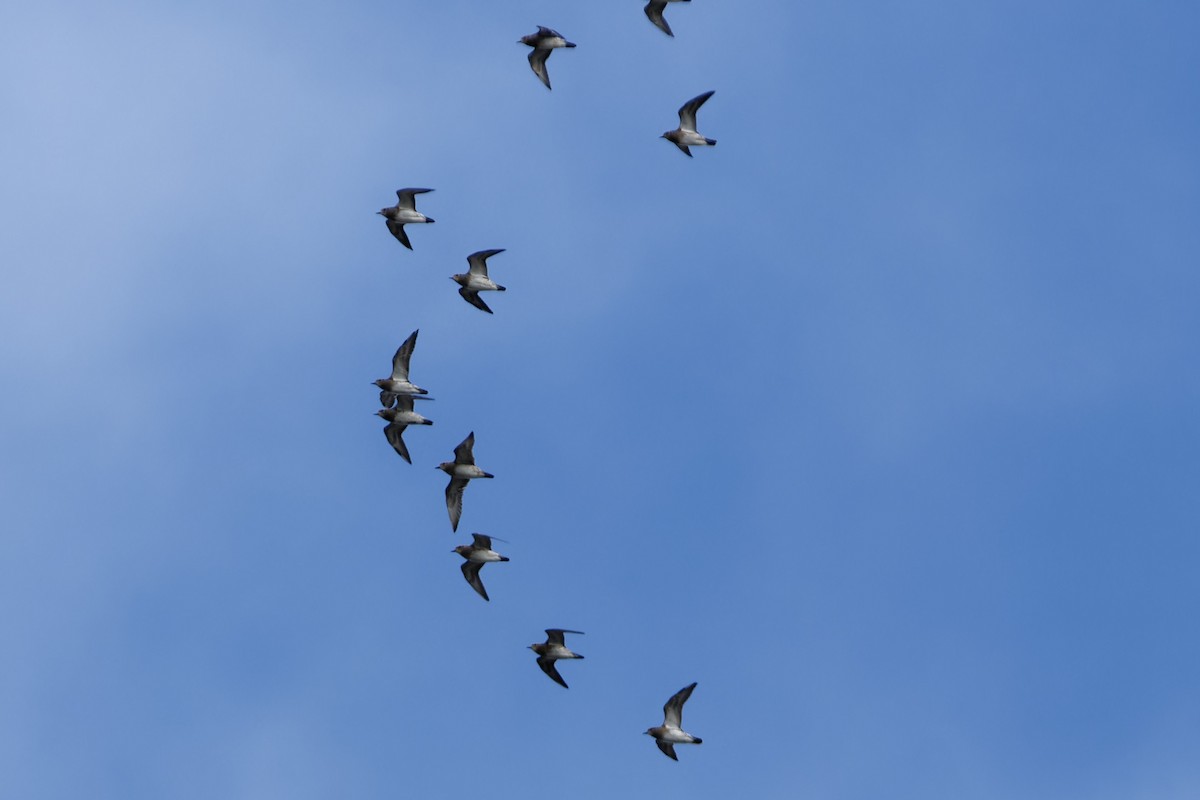 European Golden-Plover - ML643544978