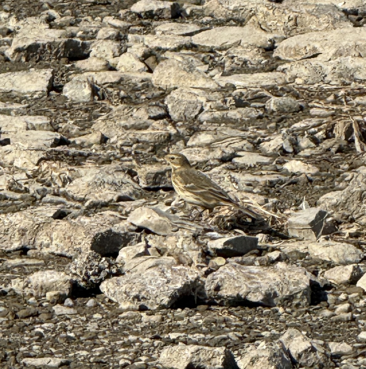 American Pipit - ML643544985