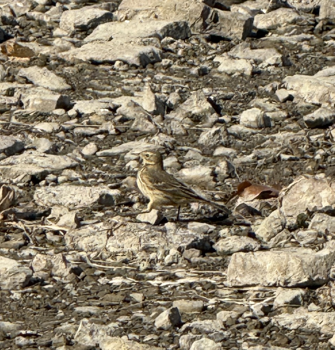 American Pipit - ML643544986