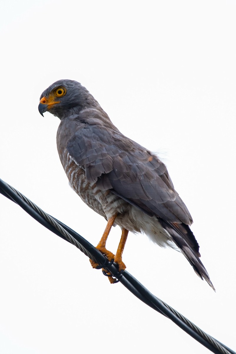 Roadside Hawk - ML643545013
