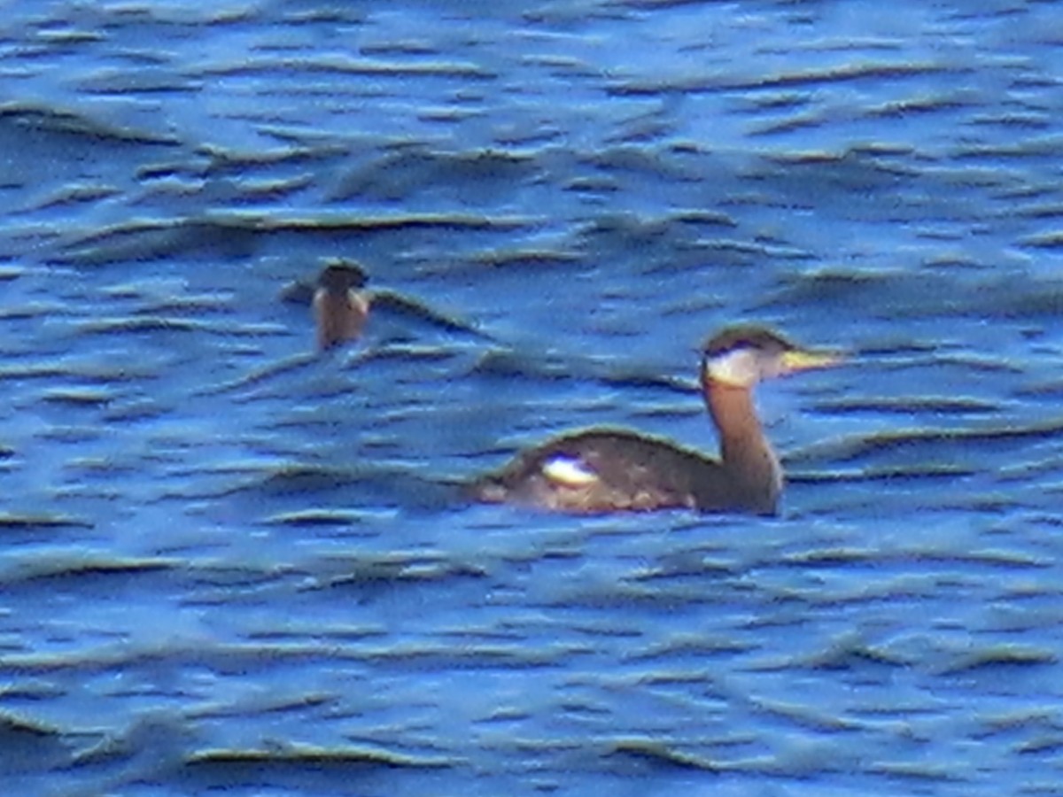 Red-necked Grebe - ML643545021