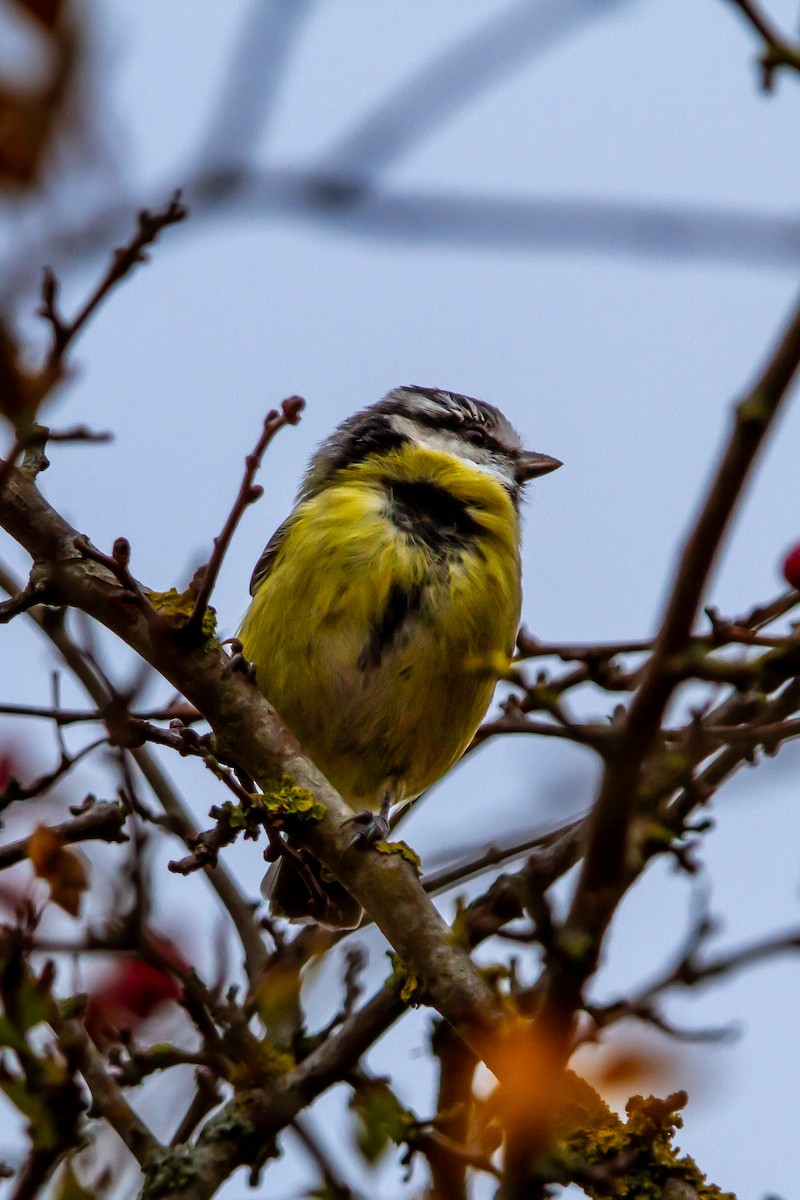 Eurasian Blue Tit - ML643545025