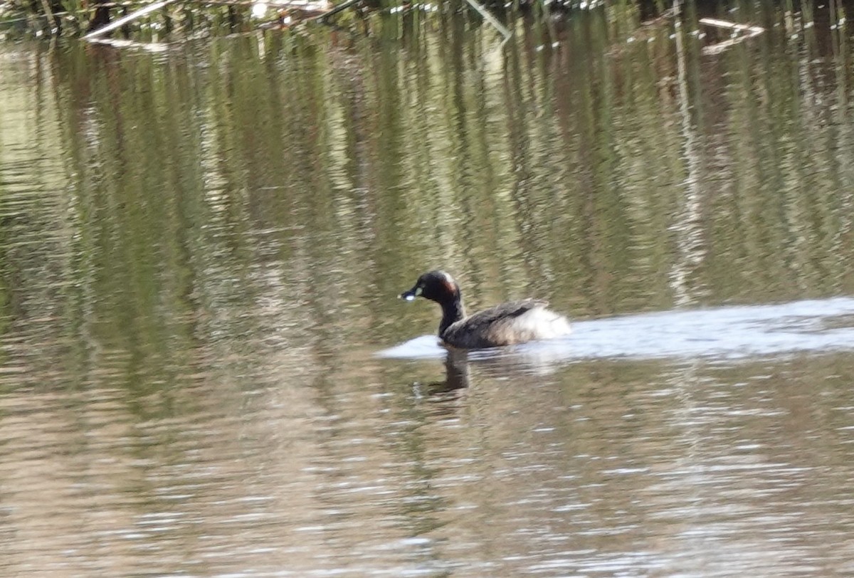 Australasian Grebe - ML643545029
