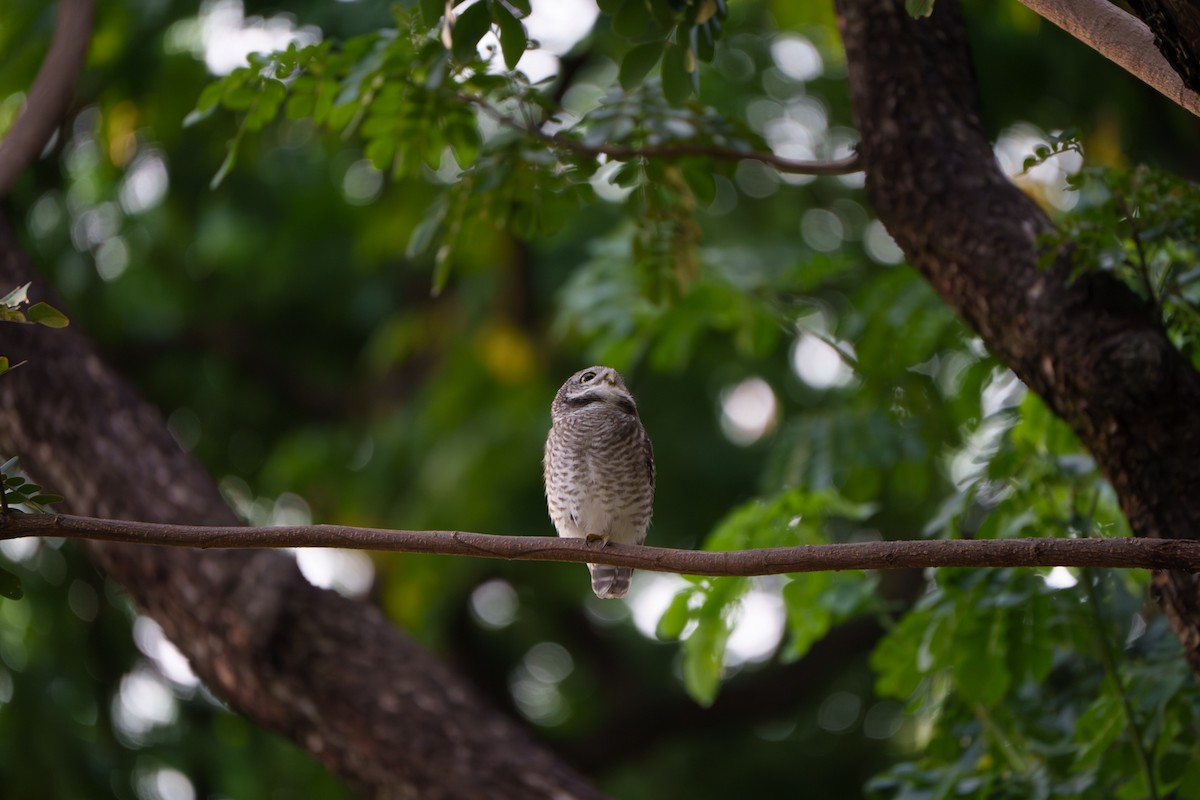 Spotted Owlet - ML643545041