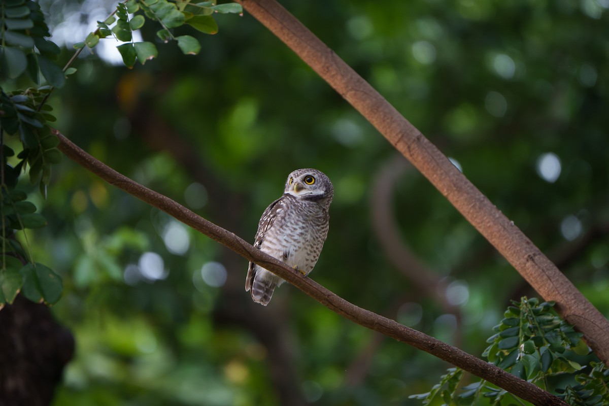 Spotted Owlet - ML643545042