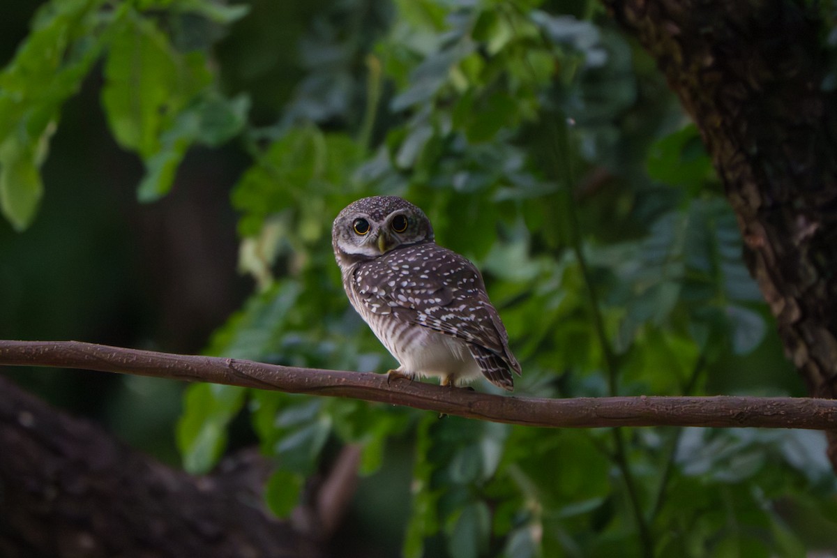 Spotted Owlet - ML643545043