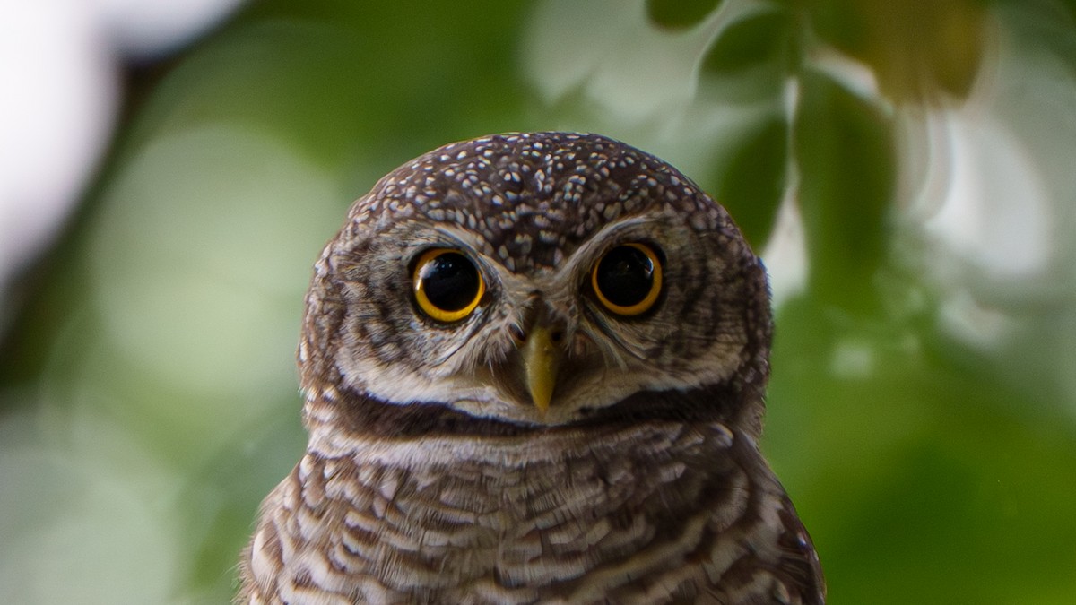Spotted Owlet - ML643545044