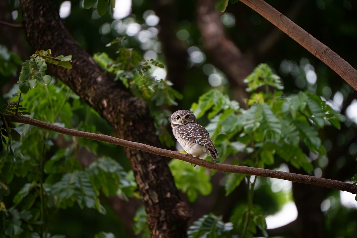 Spotted Owlet - ML643545045