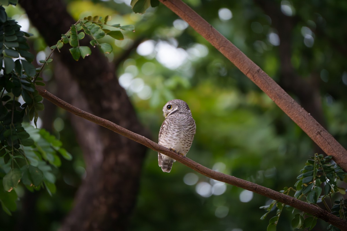 Spotted Owlet - ML643545046