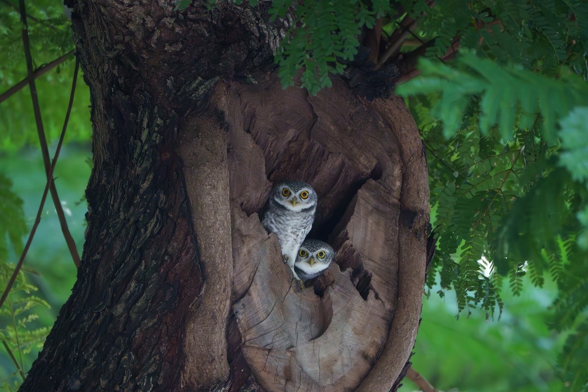 Spotted Owlet - ML643545047