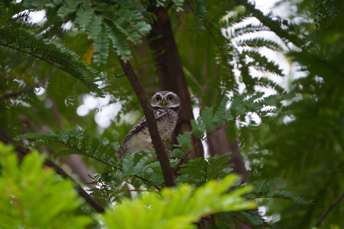 Spotted Owlet - ML643545048