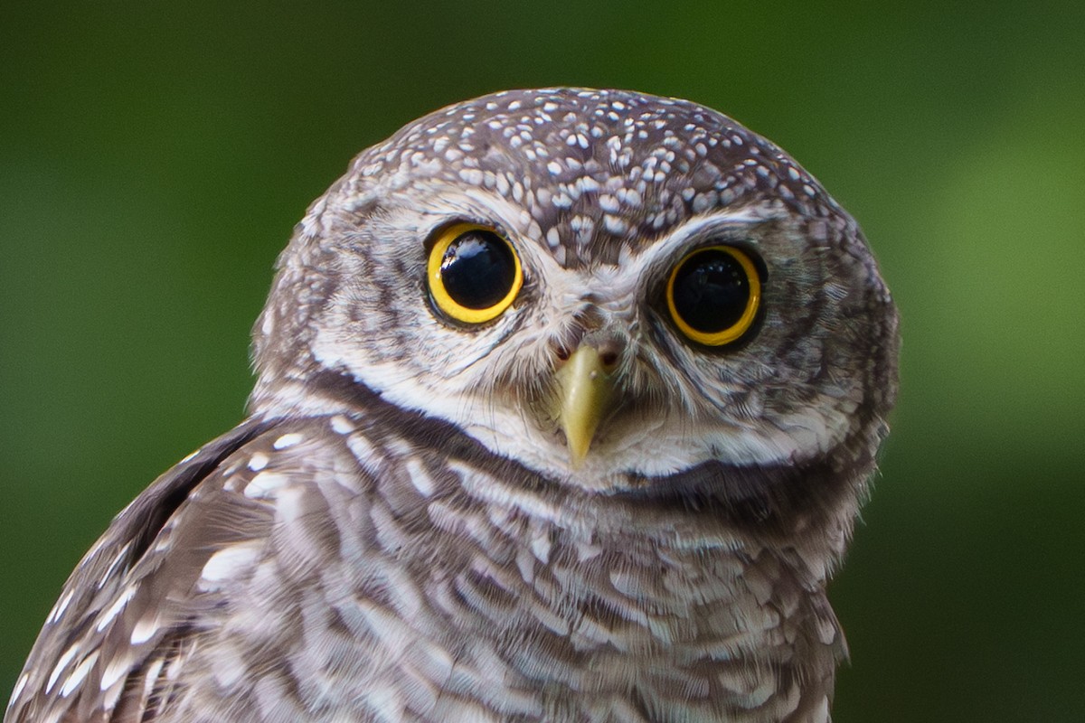 Spotted Owlet - ML643545049
