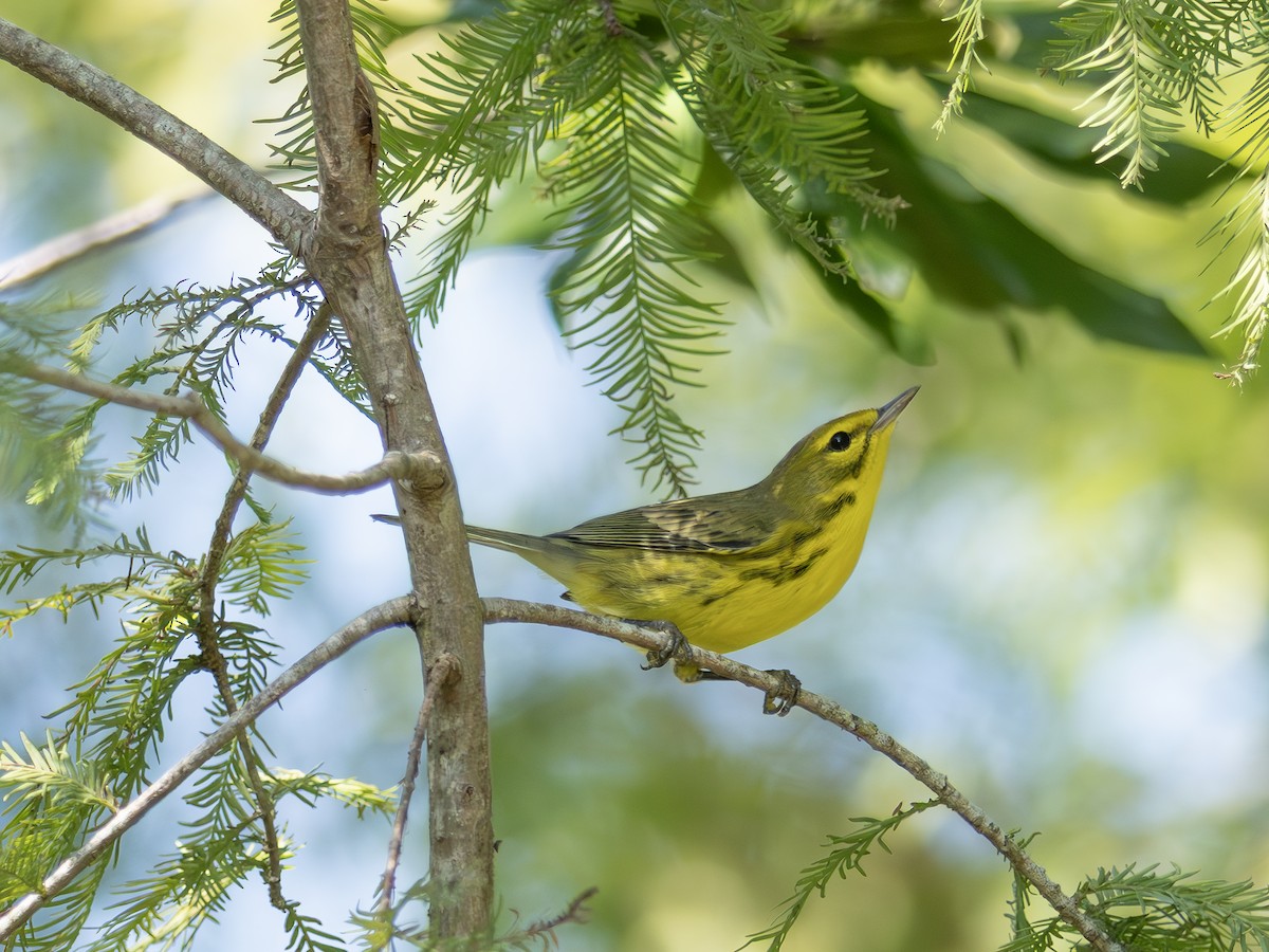 Prairie Warbler - ML643545052