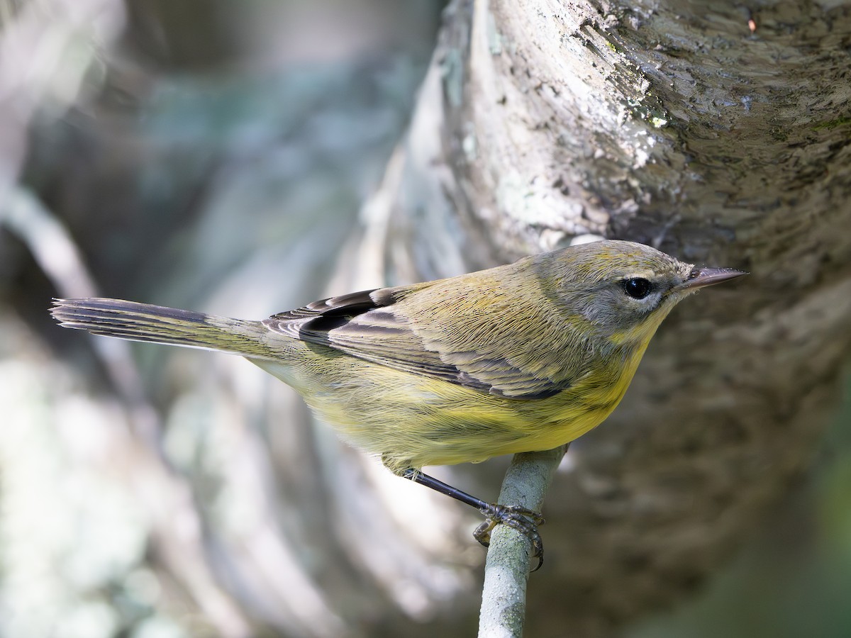 Prairie Warbler - ML643545058