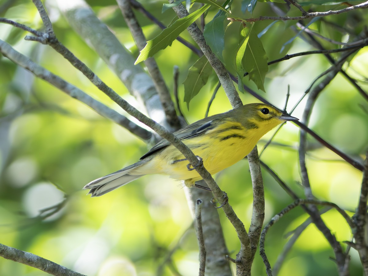 Prairie Warbler - ML643545062