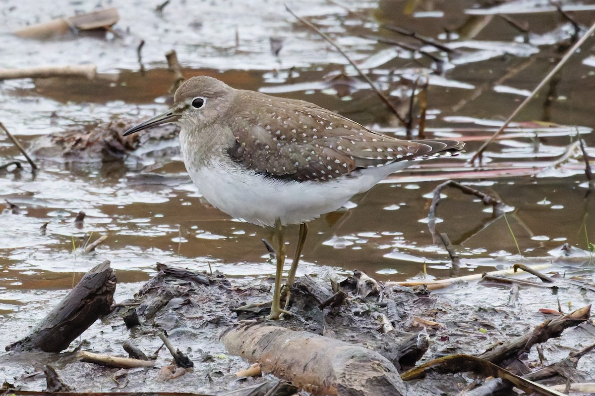 Solitary Sandpiper - ML643545065
