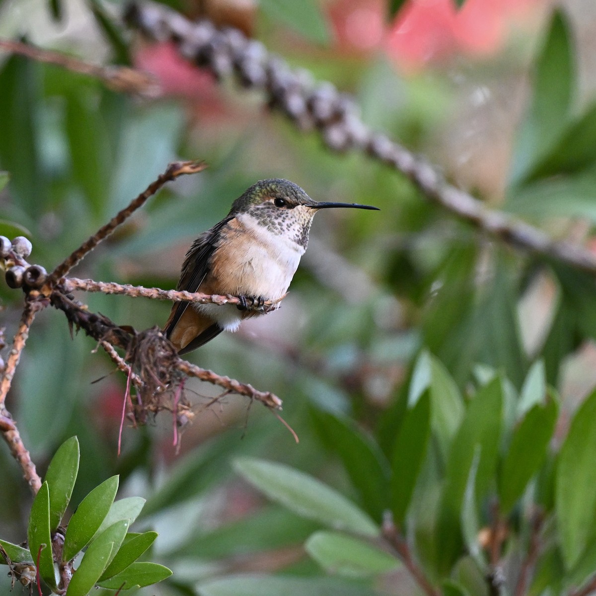 Allen's Hummingbird - ML643545066