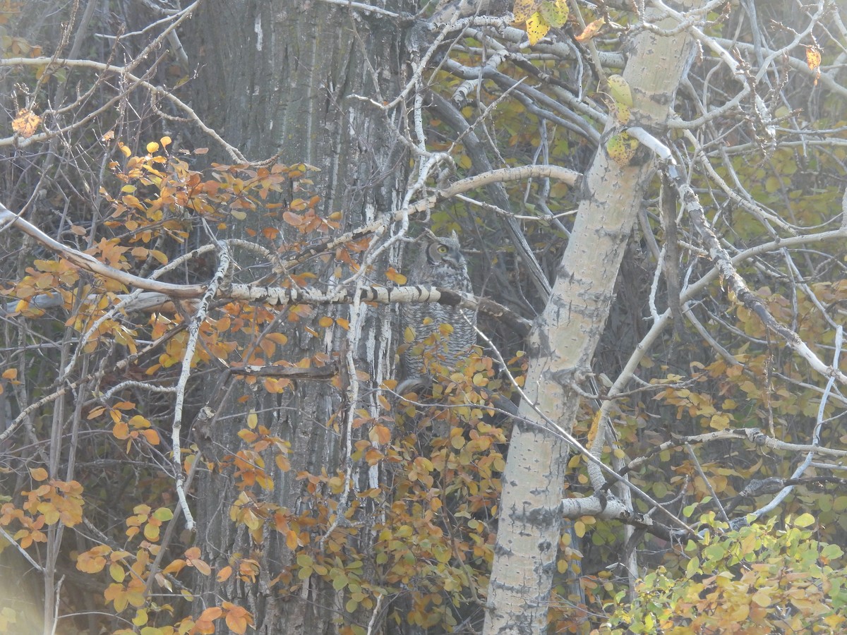 Great Horned Owl - ML643545067