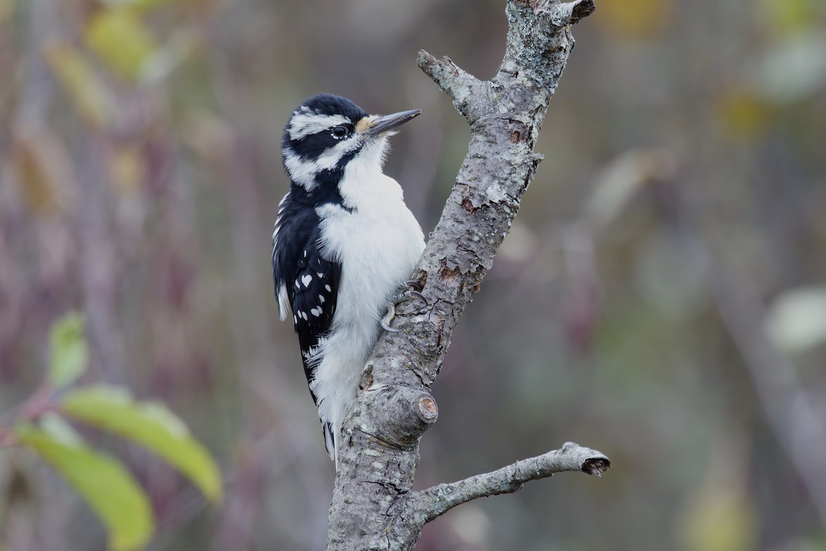 Hairy Woodpecker - ML643545068
