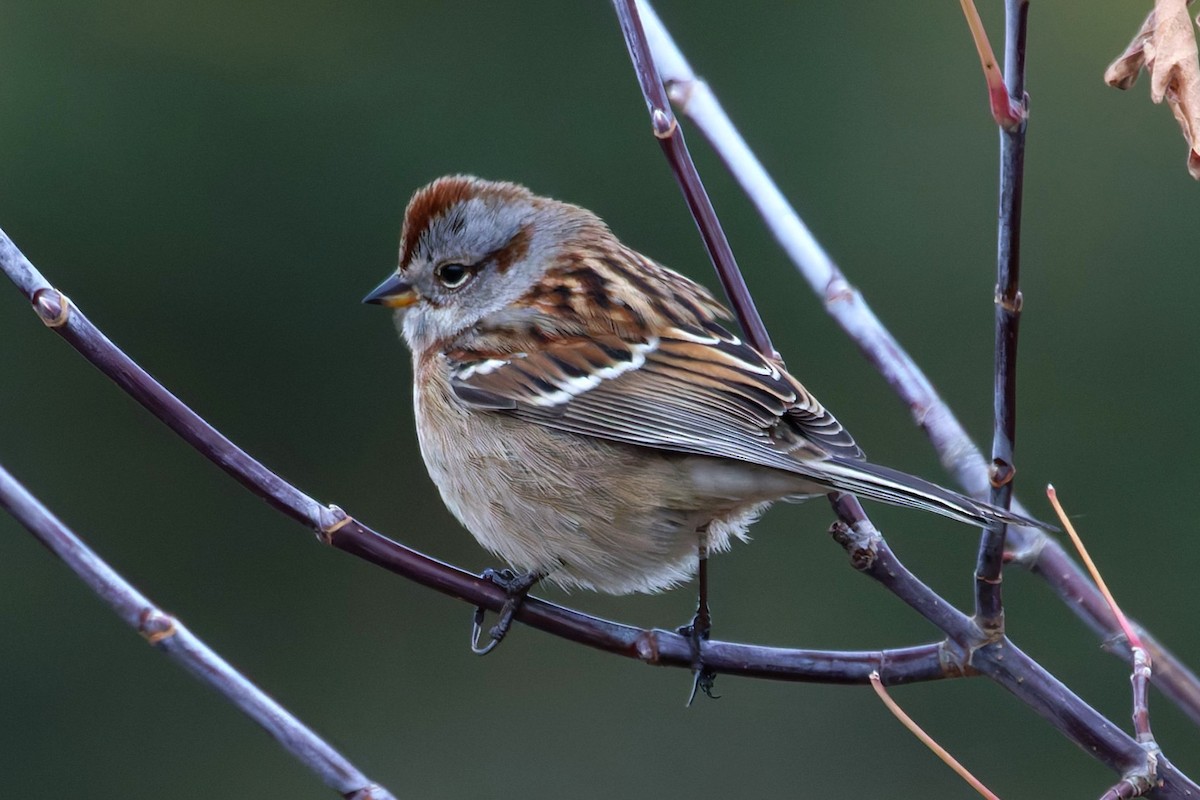 American Tree Sparrow - ML643545075