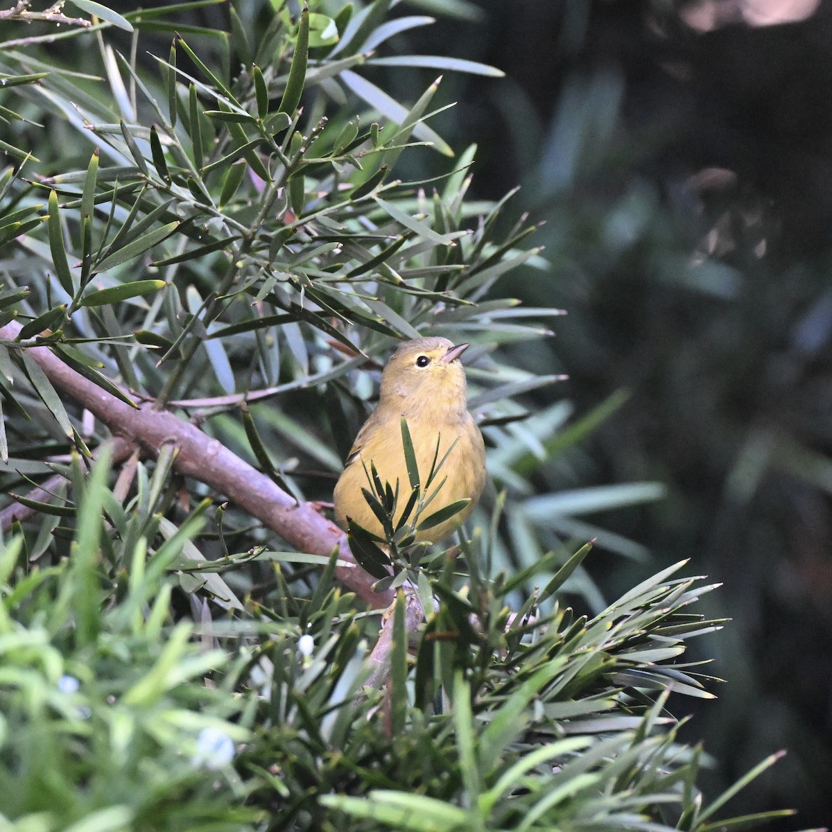 Orange-crowned Warbler - ML643545088