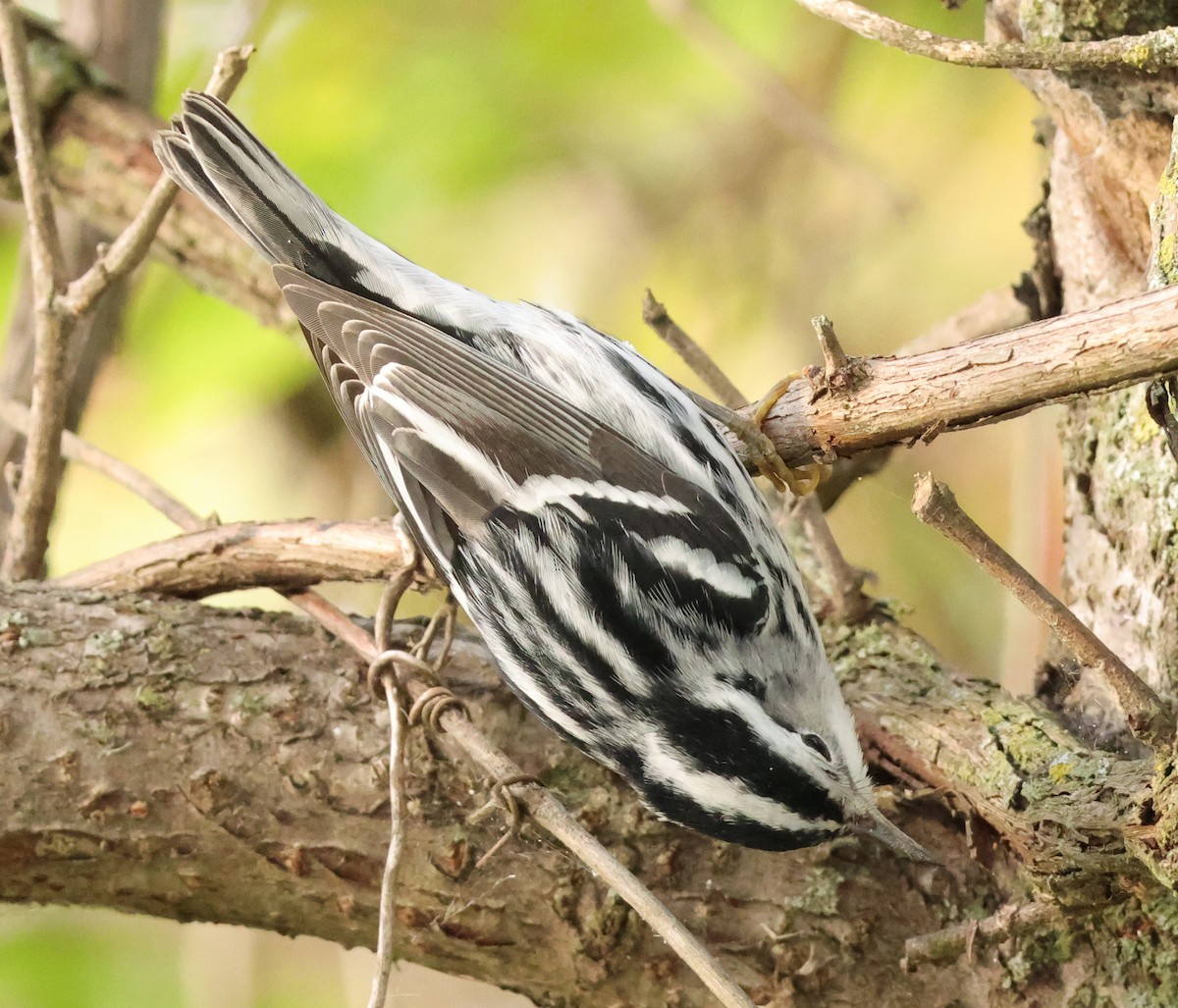 Black-and-white Warbler - ML643545094