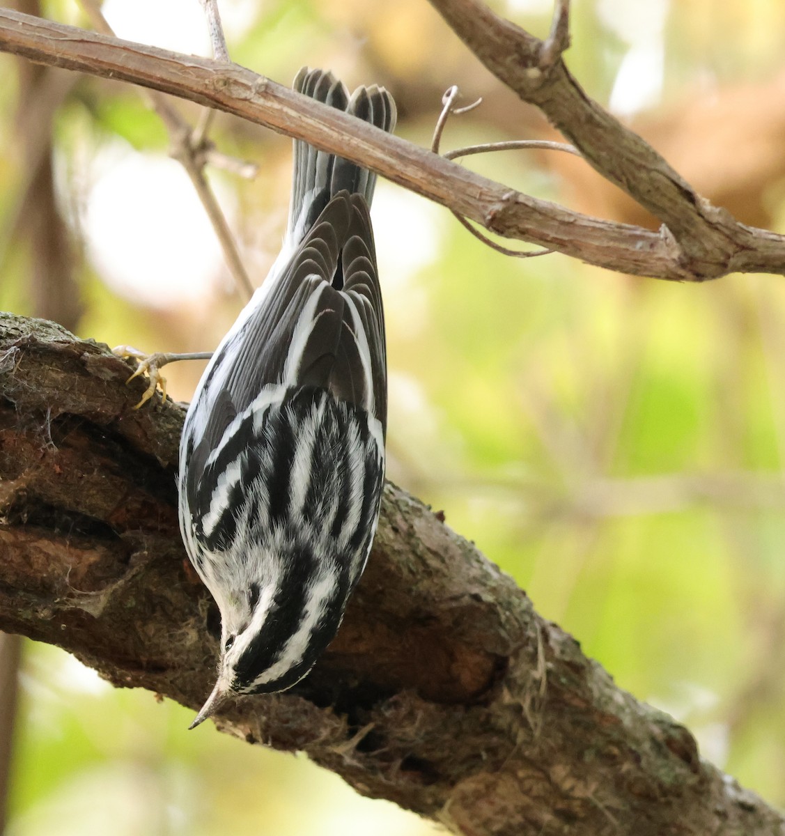Black-and-white Warbler - ML643545095