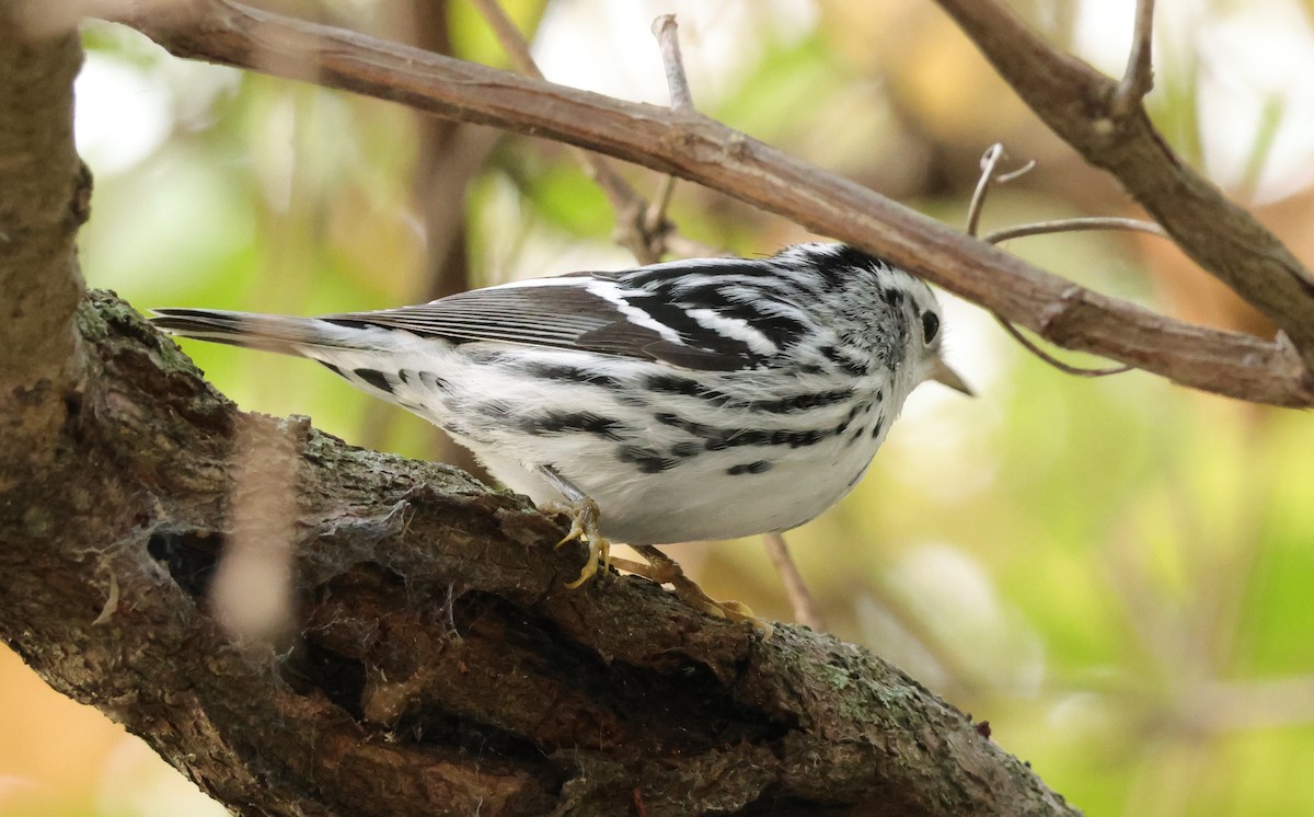 Black-and-white Warbler - ML643545096