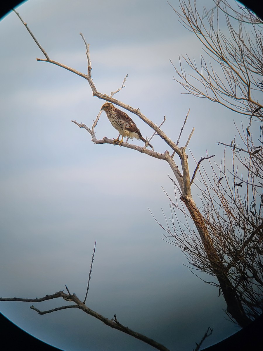 Cooper's Hawk - ML643545097
