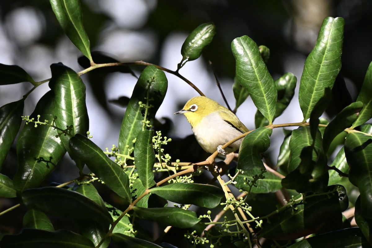 Swinhoe's White-eye - ML643545099