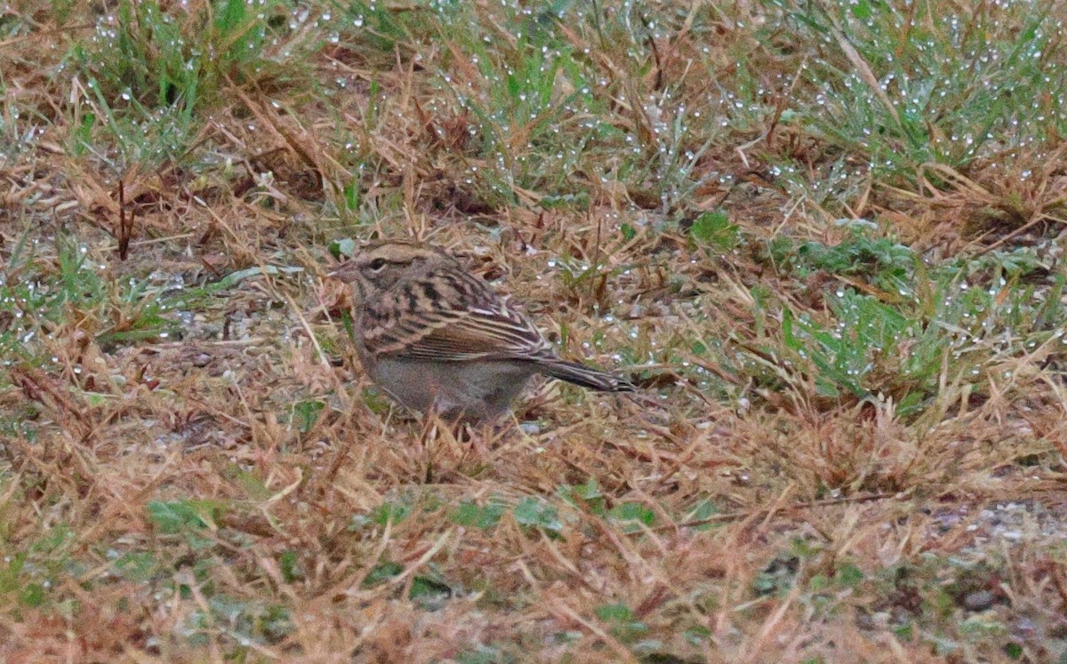 Chipping Sparrow - ML643545124