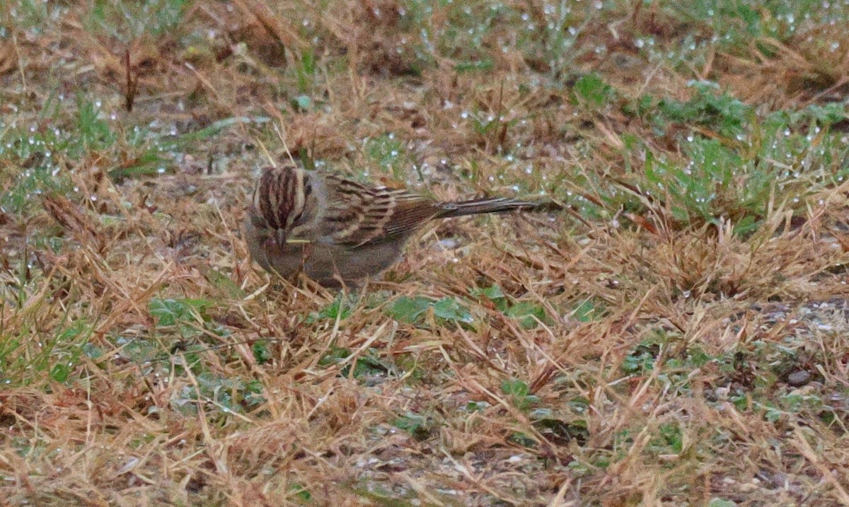 Chipping Sparrow - ML643545127