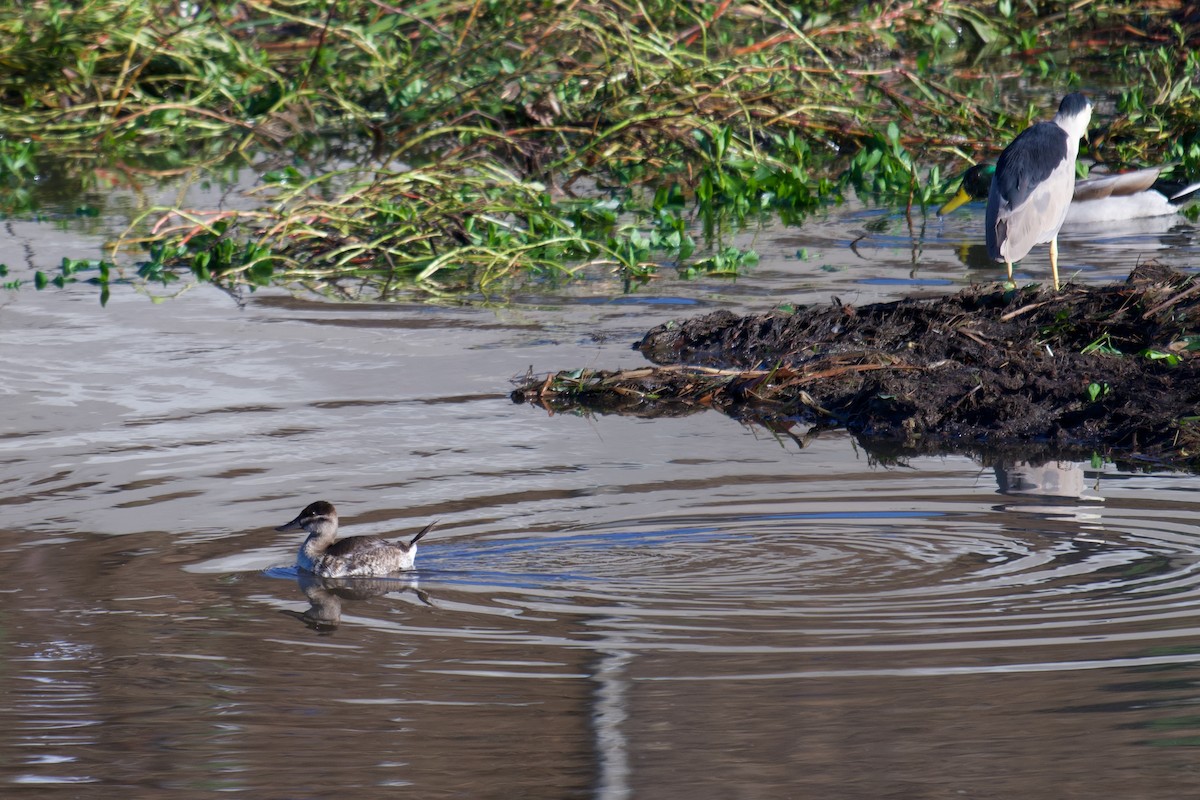 Ruddy Duck - ML643545128