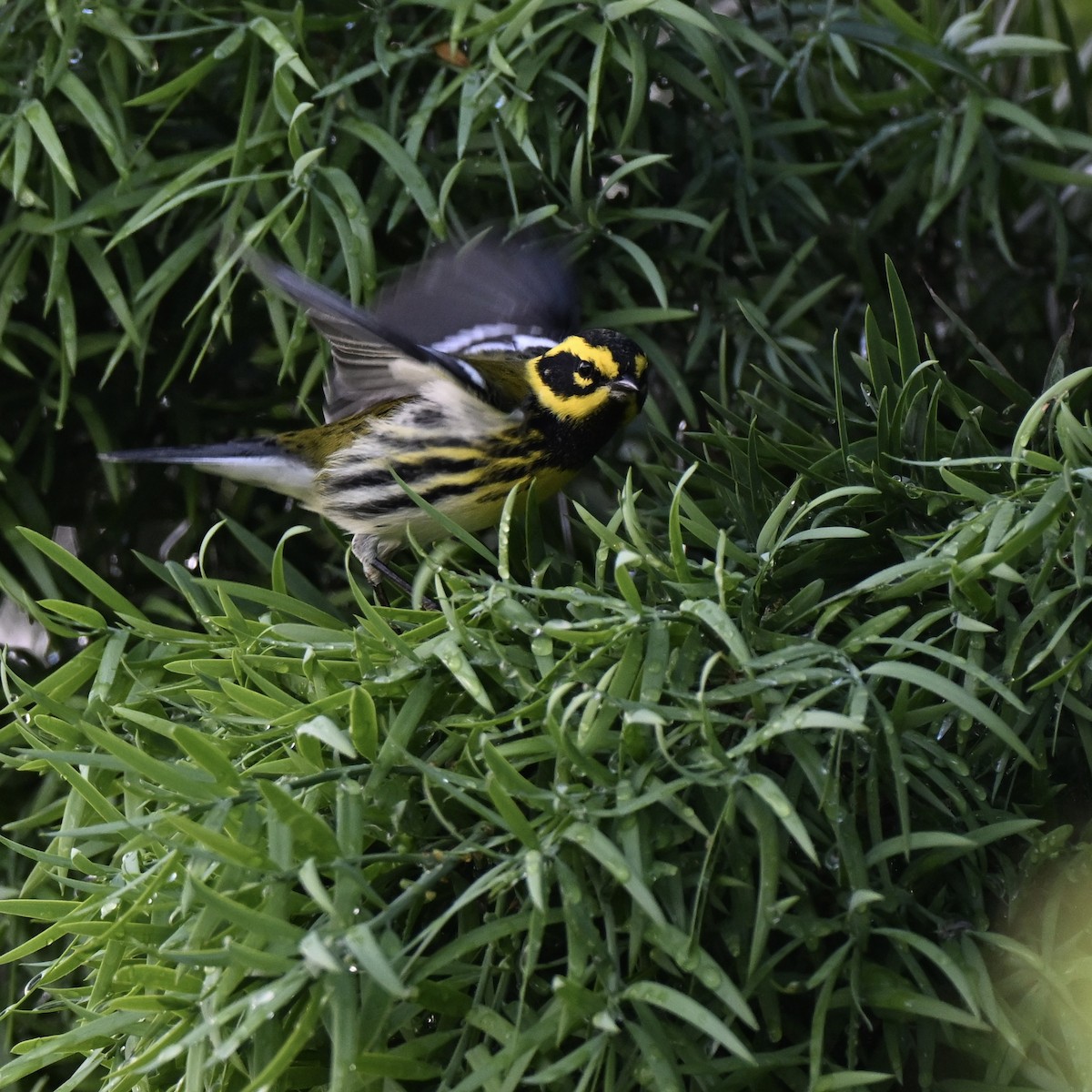 Townsend's Warbler - ML643545138