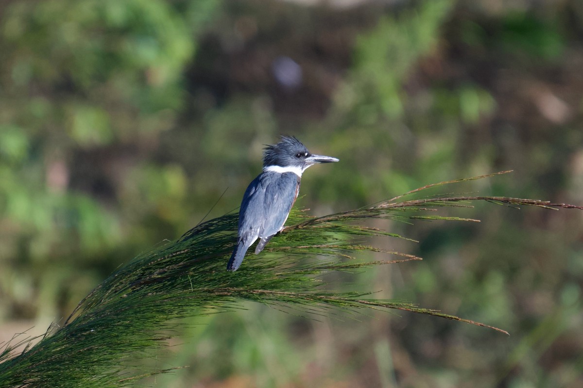 Belted Kingfisher - ML643545145