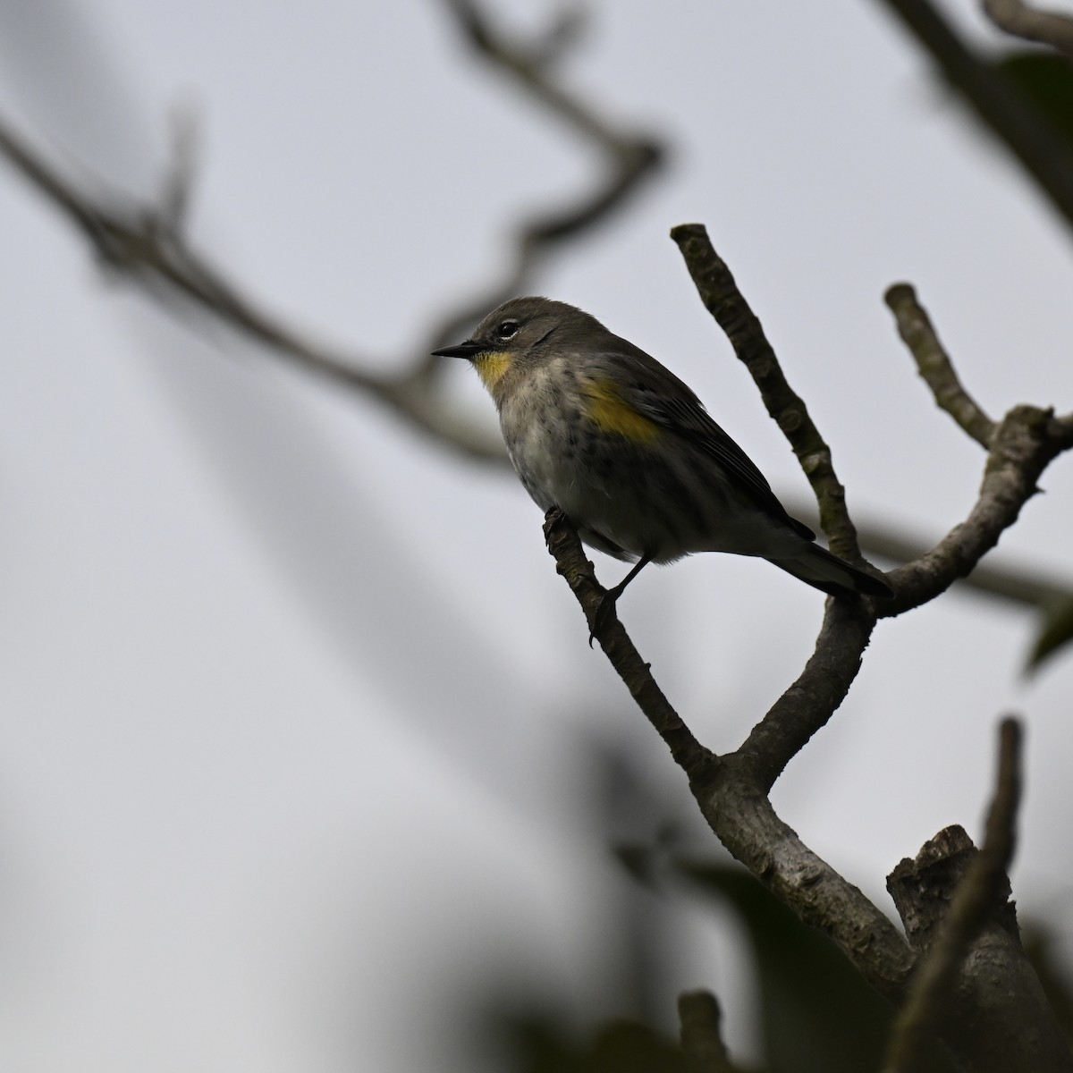 Yellow-rumped Warbler - ML643545168
